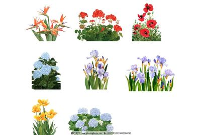 花卉 自然界的詩(shī)與畫