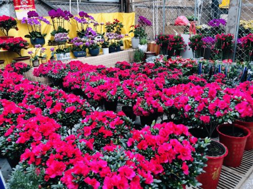 濰有年味，花卉市場購銷兩旺